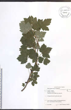 Image of northern black currant