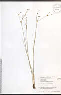 Imagem de Juncus alpinoarticulatus Chaix