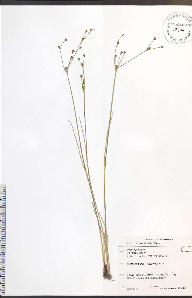 Imagem de Juncus alpinoarticulatus Chaix