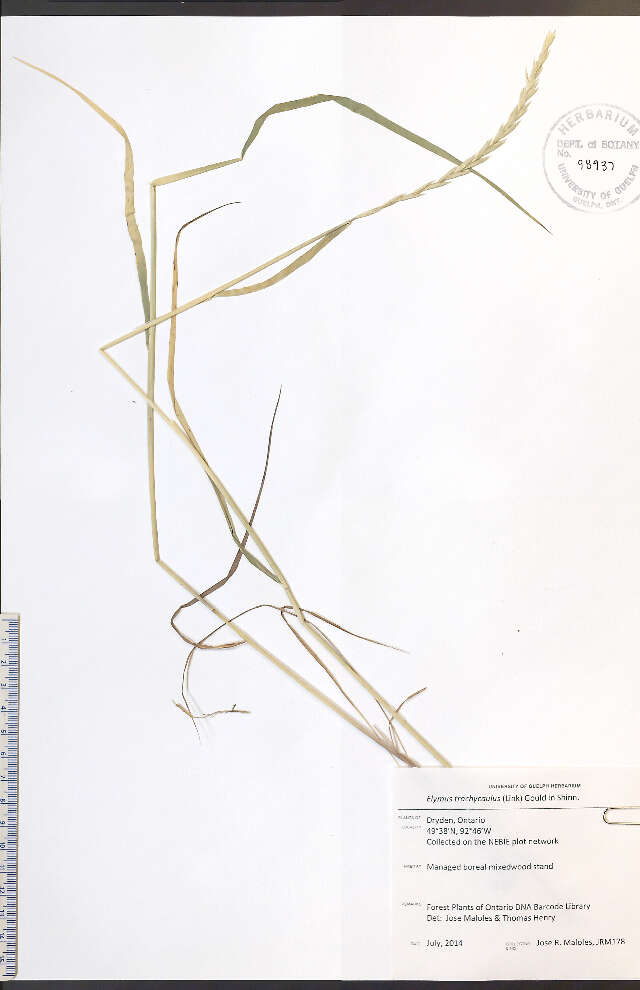 Image of Slender Wild Rye