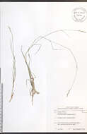 Image de Danthonia spicata (L.) Roem. & Schult.
