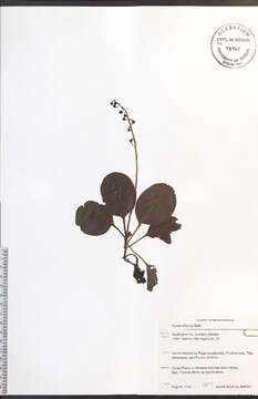 Image of waxflower shinleaf