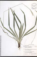 Image of drooping woodland sedge