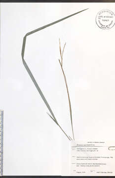 Image of roughleaf ricegrass