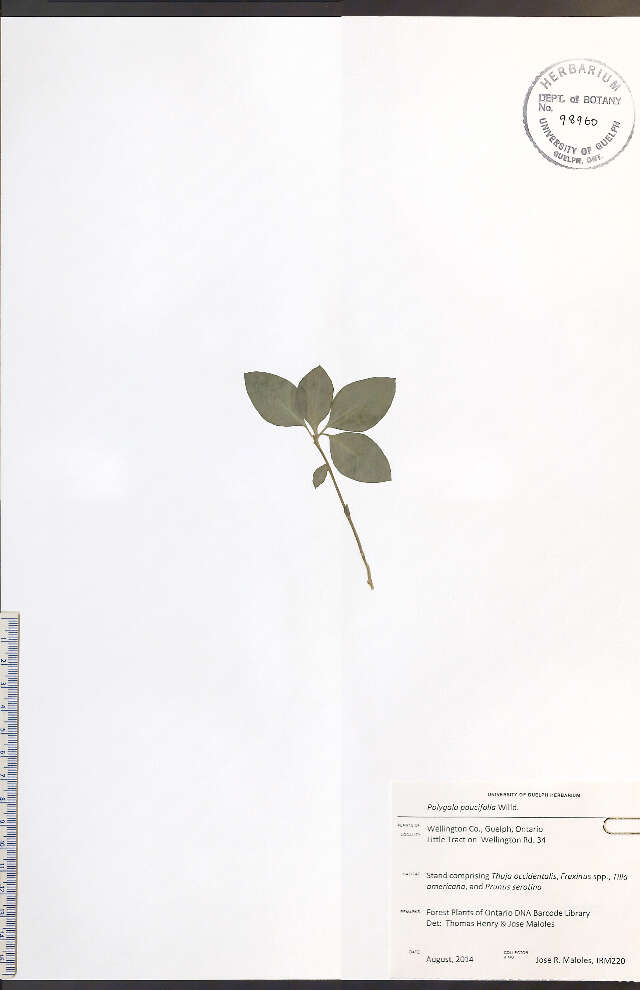 Polygaloides paucifolia (Willd.) J. R. Abbott的圖片