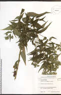 Image of purplestem aster