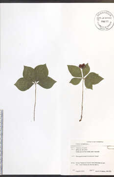 Image of bunchberry dogwood