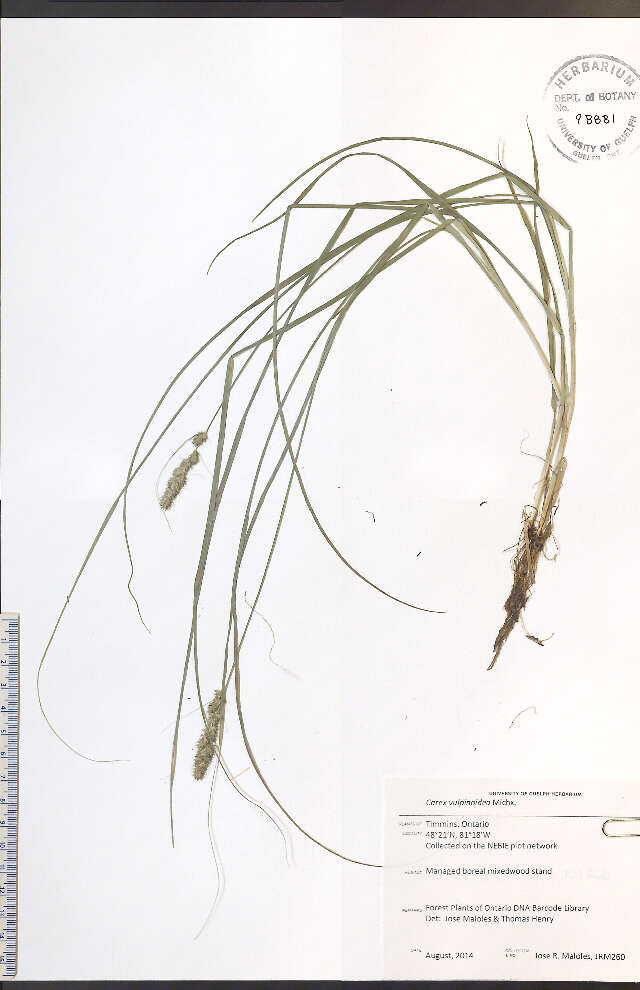 Image of Brown fox sedge