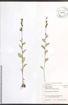 Lobelia inflata L. resmi