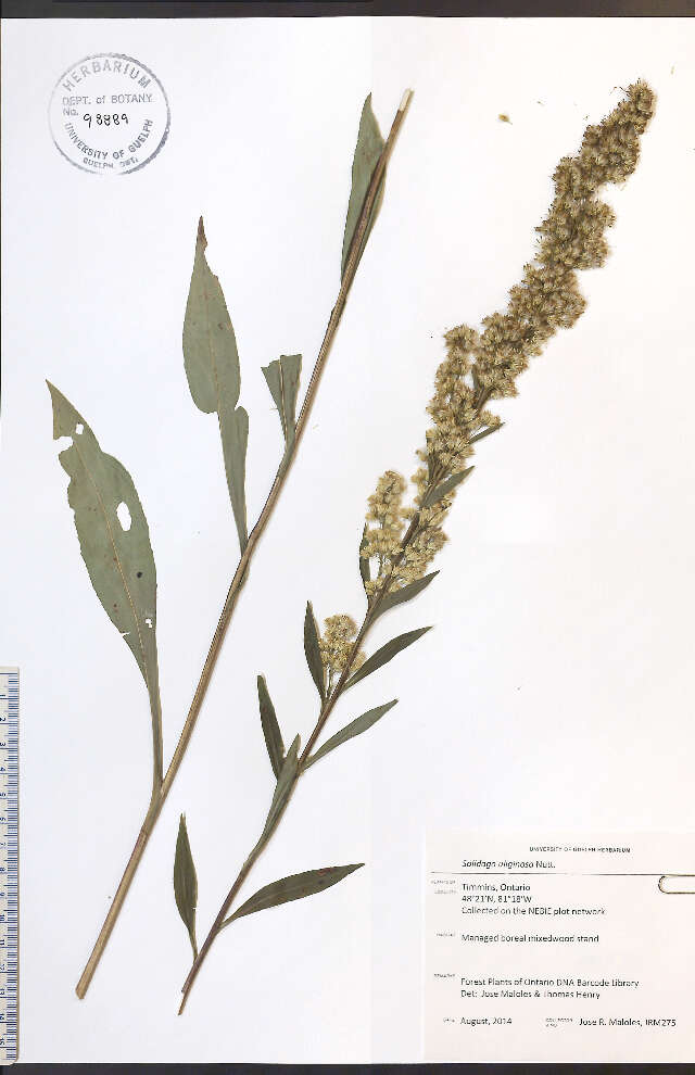 Image of bog goldenrod