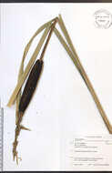 Image of broadleaf cattail