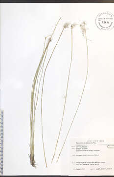 Image of alpine bulrush