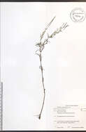 Epilobium leptophyllum Rafin. resmi