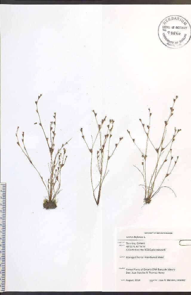 Image of Toad Rush