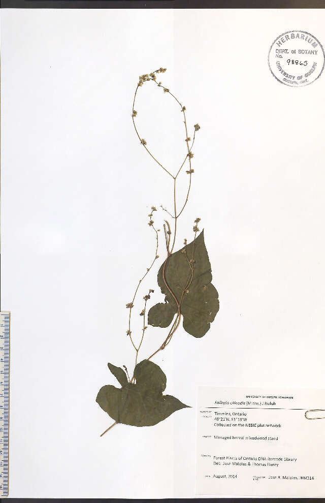 Plancia ëd Fallopia cilinode (Michx.) Holub