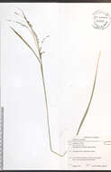 Image of drooping woodland sedge