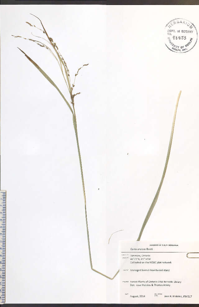 Image of drooping woodland sedge