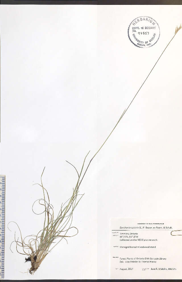 Image de Danthonia spicata (L.) Roem. & Schult.