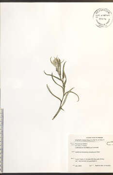 Imagem de Anaphalis margaritacea (L.) Benth.