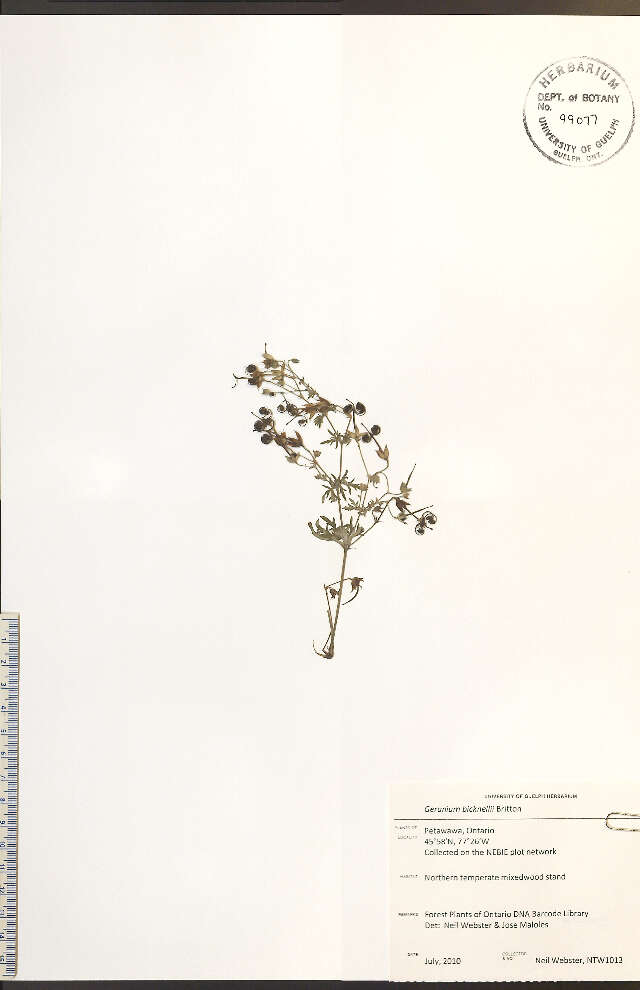 Image of Bicknell's cranesbill