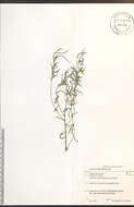 Epilobium leptophyllum Rafin. resmi