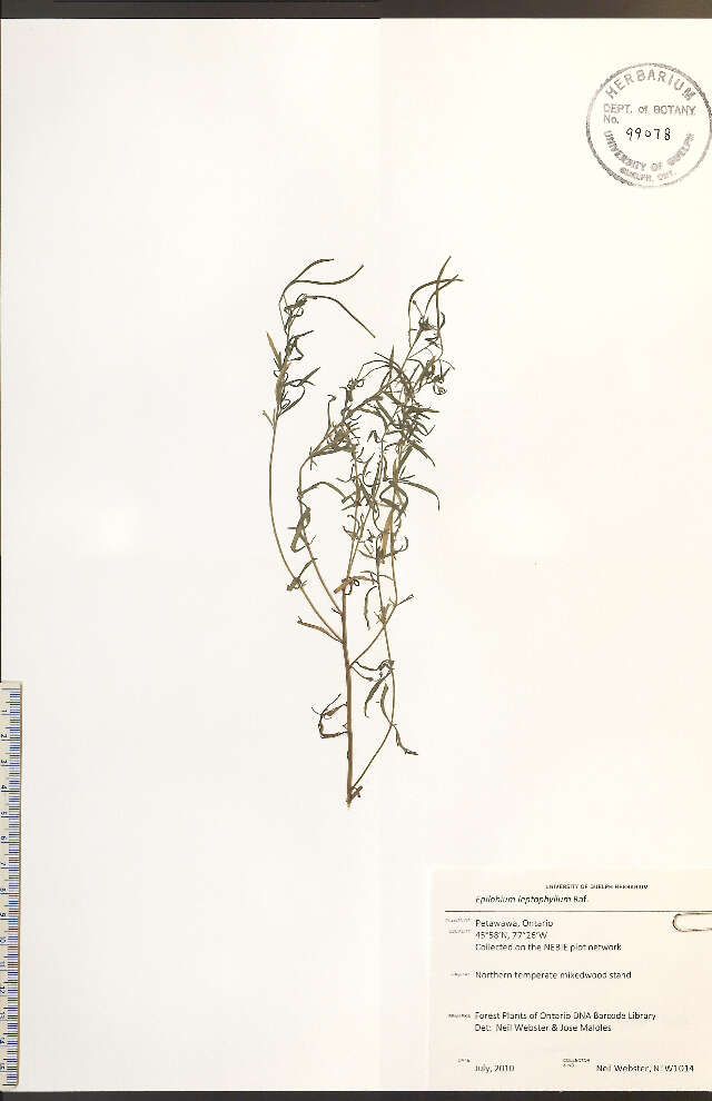 Epilobium leptophyllum Rafin. resmi