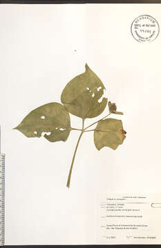 Image of Nodding Trillium