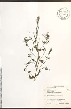 Слика од Epilobium ciliatum Rafin.