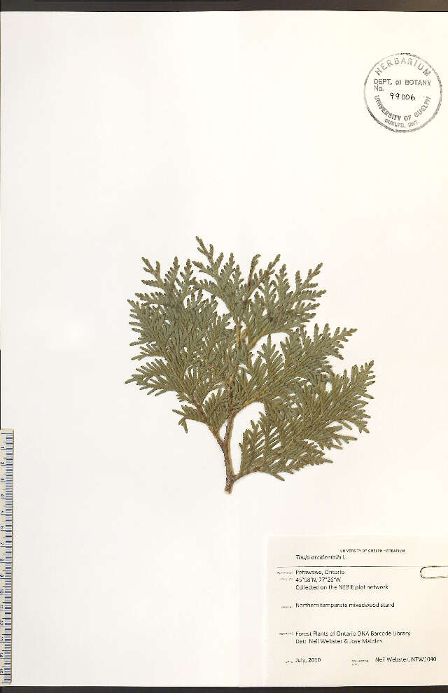 Image of Arbor-vitae