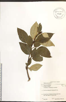 Image of Ontario Balsam Poplar