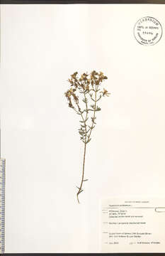 Image of St John's wort