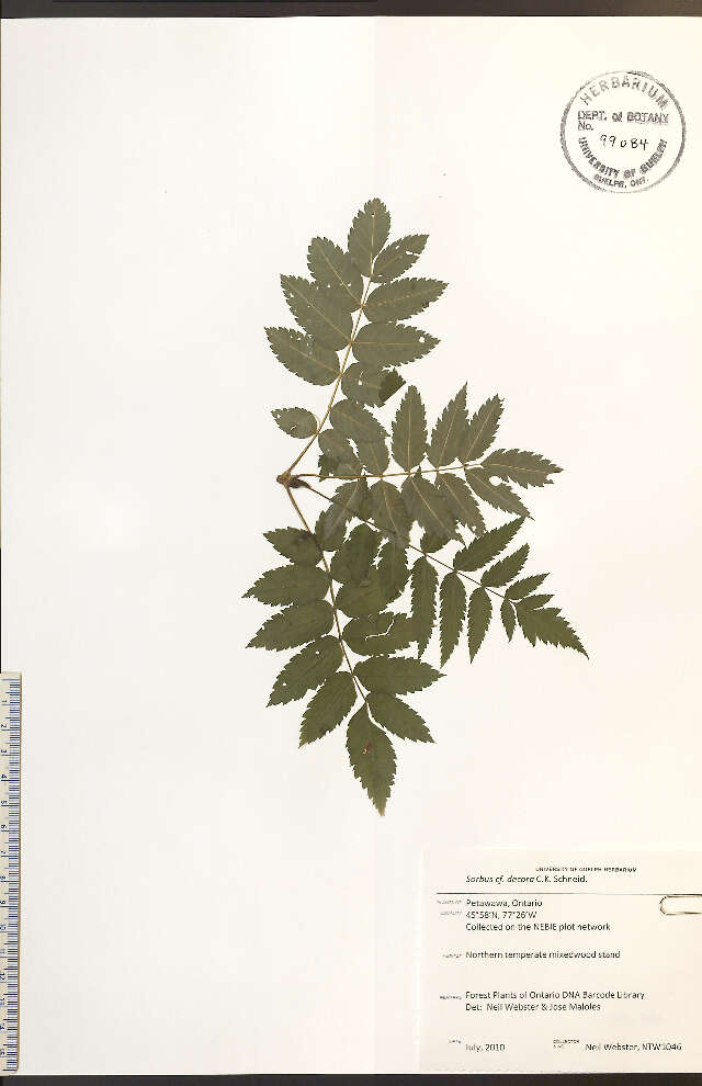 Sorbus (rights holder: Biodiversity Institute of Ontario.)
