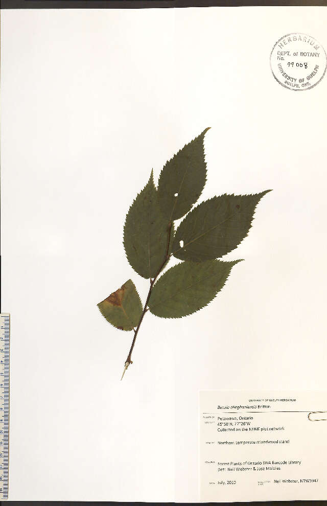 Image of Gray birch