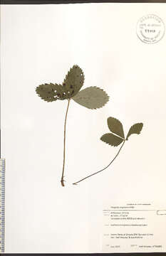 Image of Virginia strawberry