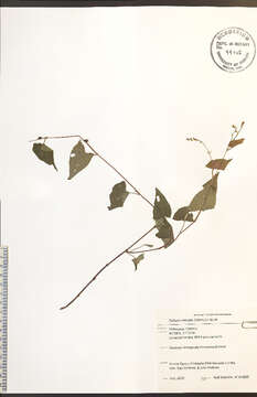 Image of Fallopia cilinode (Michx.) Holub