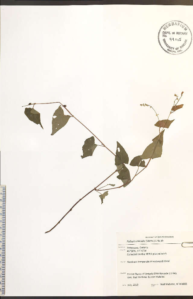 Plancia ëd Fallopia cilinode (Michx.) Holub