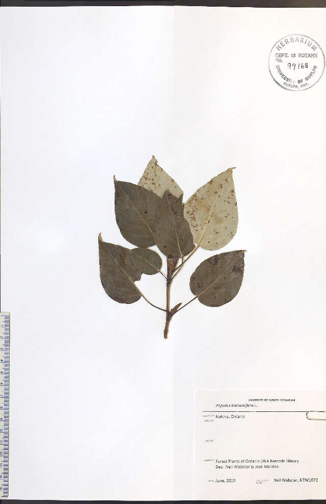 Image of Ontario Balsam Poplar