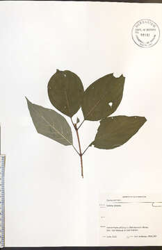 Image of redosier dogwood