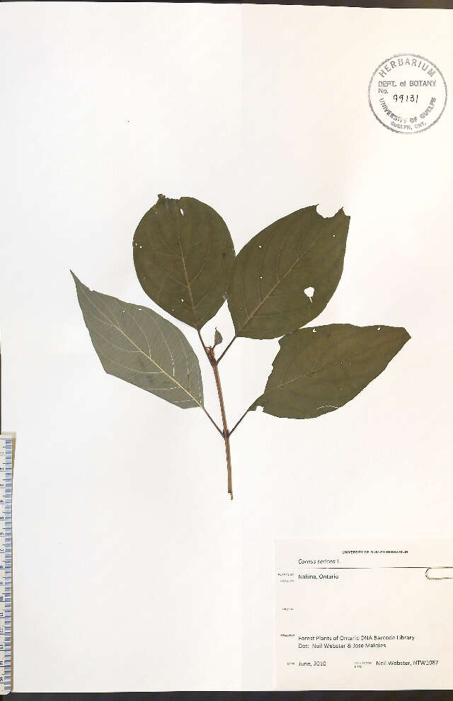 Слика од Cornus sericea subsp. sericea