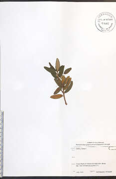 Imagem de Rhododendron groenlandicum (Oeder) K. A. Kron & W. S. Judd