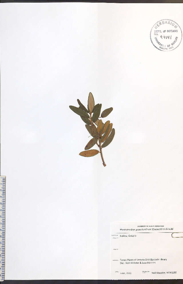 صورة Rhododendron groenlandicum (Oeder) K. A. Kron & W. S. Judd