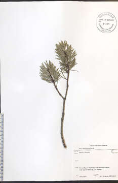 Image of jack pine