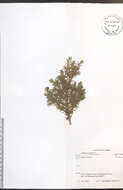 Imagem de Juniperus communis L.