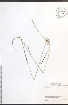 Image of Slender Wild Rye