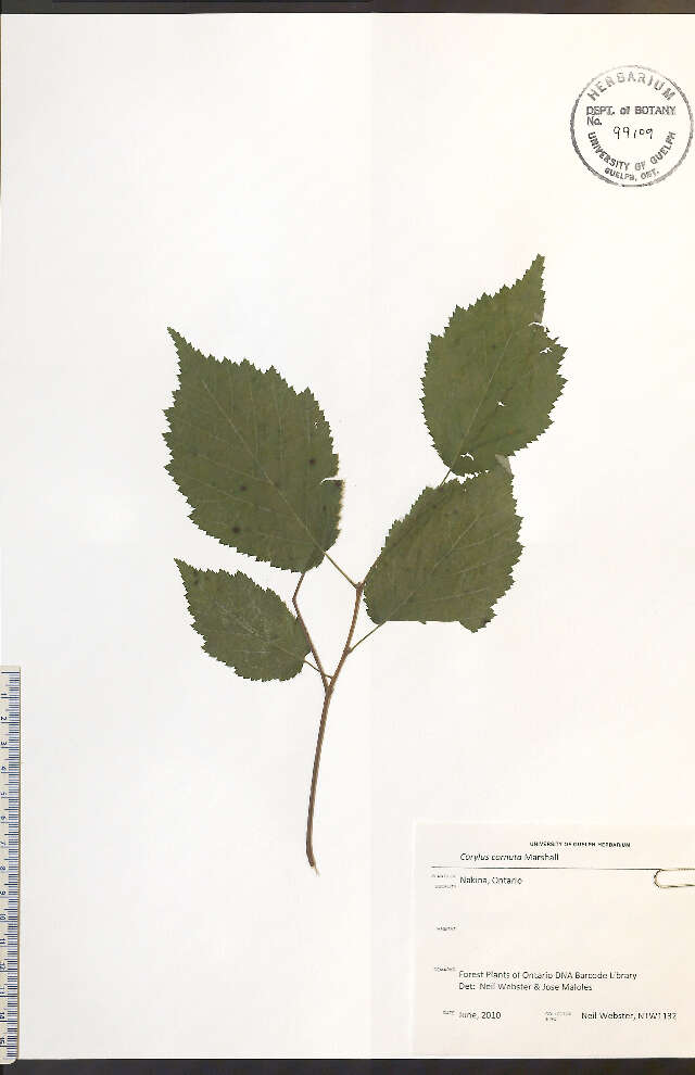 Image of Beaked Hazel