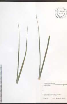 Image of roughleaf ricegrass