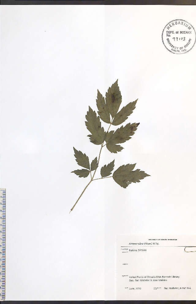 Image of baneberry