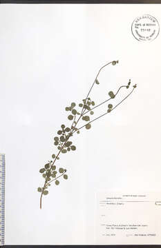 Image of Twinflower