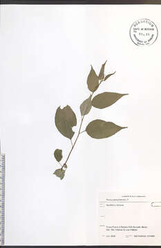 Imagem de Prunus pensylvanica L. fil.