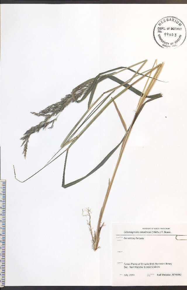 Sivun Calamagrostis canadensis (Michx.) P. Beauv. kuva